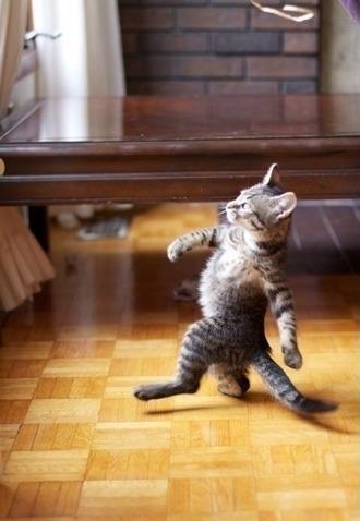 Cool Cat Stroll Meme Template