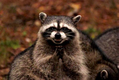 Evil Plotting Raccoon Meme Preview Image