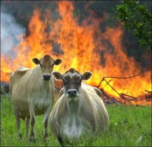 Evil Cows Meme Preview Image