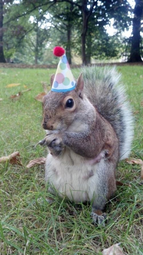 Super Birthday Squirrel Meme Preview Image