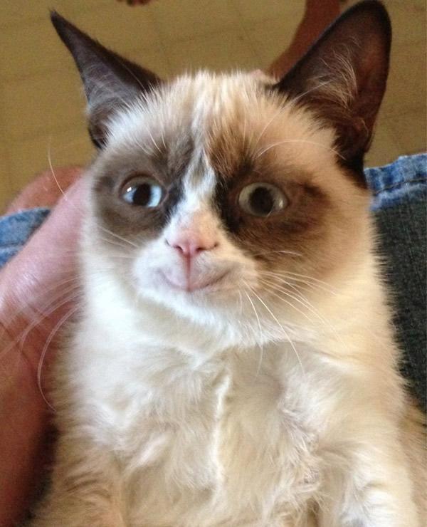 Grumpy Cat Happy Meme Preview Image