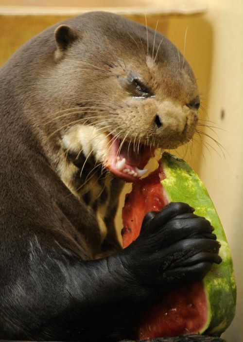 Self Loathing Otter Meme Preview Image