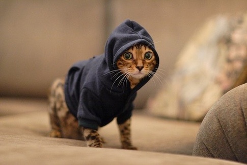 Hoody Cat Meme Preview Image