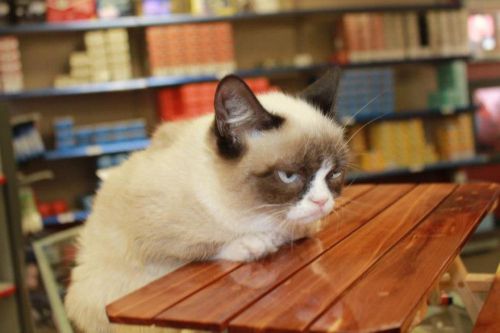 Grumpy Cat Table Meme Preview Image