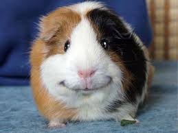 happy guinea pig  Meme Preview Image