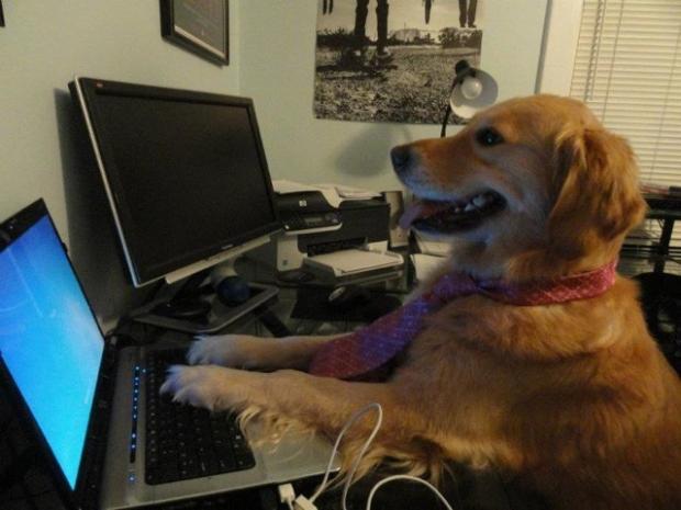 Dog behind a computer  Meme Preview Image