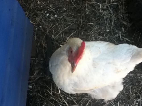 Angry Chicken Boss Meme Preview Image