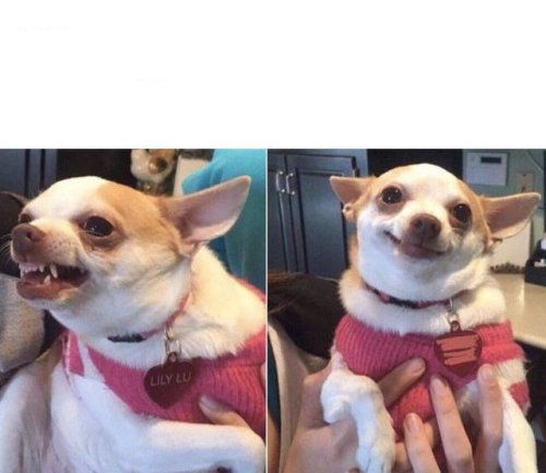 angry chihuahua happy chihuahua Meme Preview Image