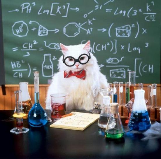 Chemistry Cat Meme Preview Image