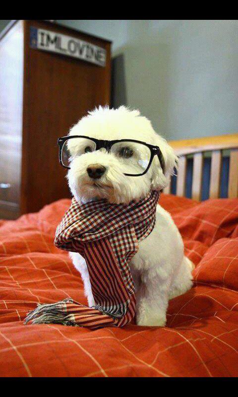 Intelligent Dog Meme Preview Image