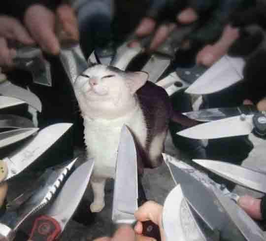 Knife Cat  Meme Preview Image
