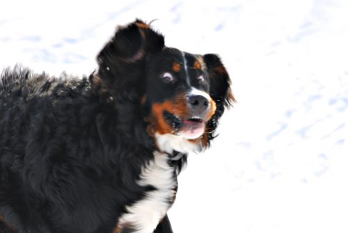 Crazy Dawg Meme Preview Image