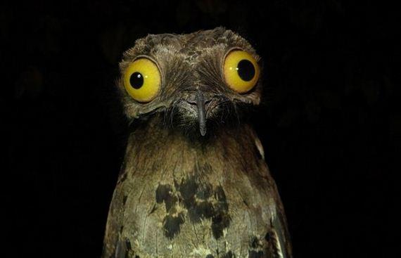 Weird Stuff I Do Potoo Meme Preview Image