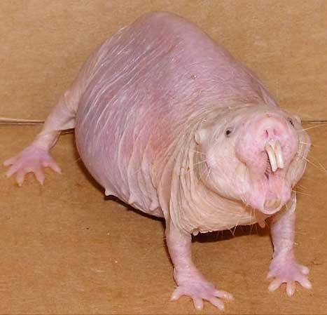 naked mole rat  Meme Preview Image