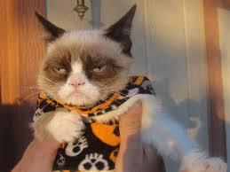Grumpy Cat Halloween Meme Preview Image
