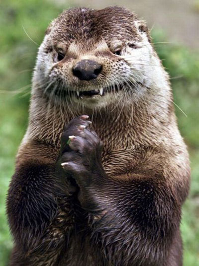 Evil Otter Meme Preview Image