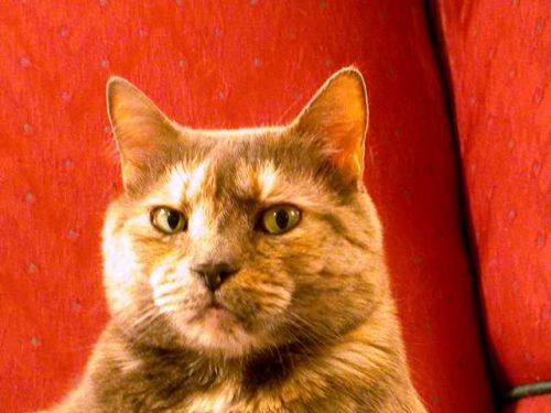 Suspicious Cat Meme Preview Image