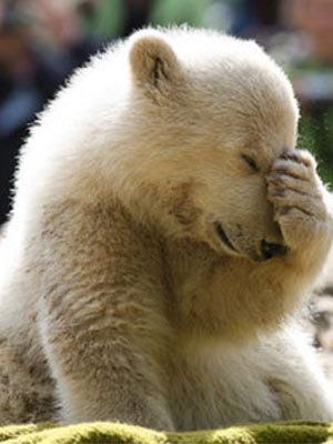 Facepalm Bear Meme Preview Image