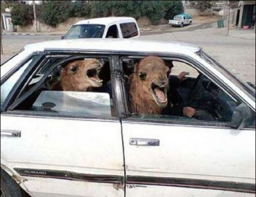 Quit Hatin Meme Preview Image