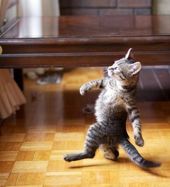 Cat Walking Like A Boss  Meme Preview Image