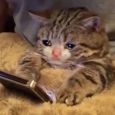 Crying cat on phone  Meme Preview Image