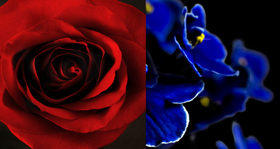 Roses are Red, Violets are Blue.  Meme Preview Image