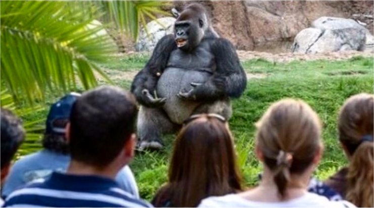 Gorilla Glue  Meme Preview Image