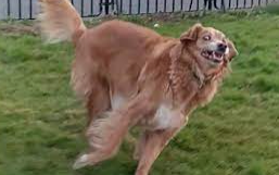 what dog  Meme Preview Image