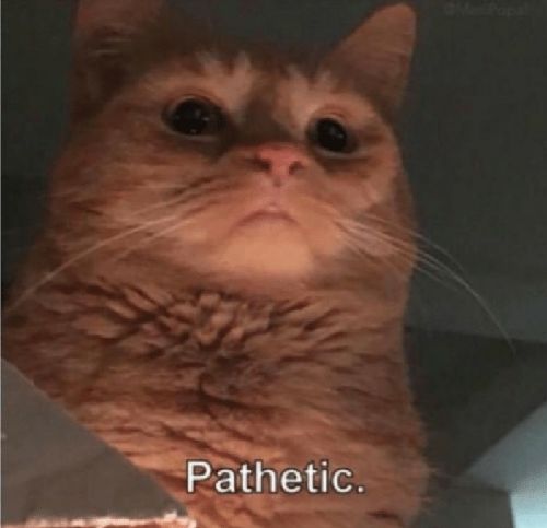Pathetic Cat  Meme Preview Image