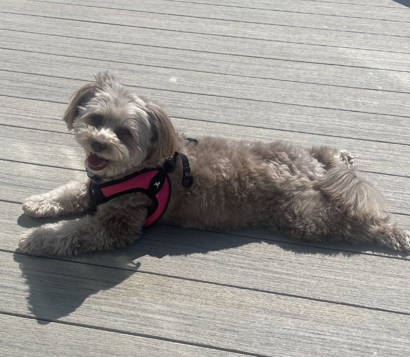 Sunbathing Pomapoo  Meme Preview Image