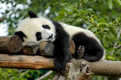 sleeping panda  Meme Preview Image