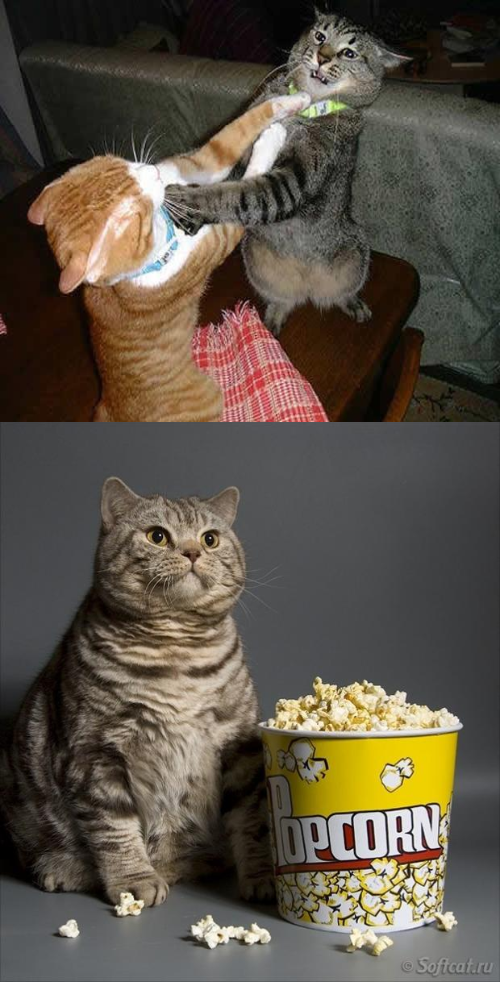 Cat watching other cats fight  Meme Preview Image