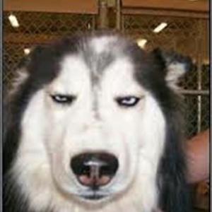 original pissed off husky  Meme Preview Image