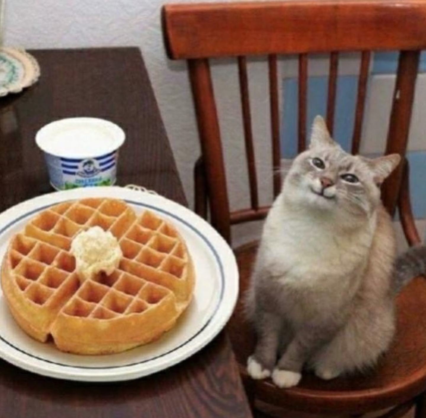 Cat likes their waffle  Meme Preview Image