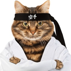 Karate cat  Meme Preview Image