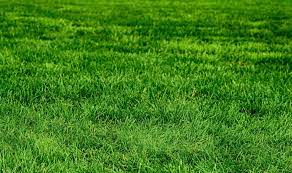 touching grass  Meme Preview Image