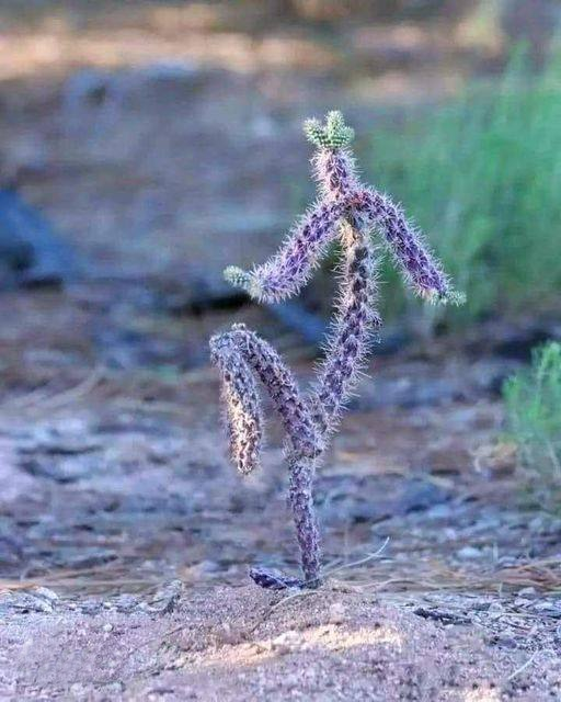 Dancing Cactus  Meme Preview Image