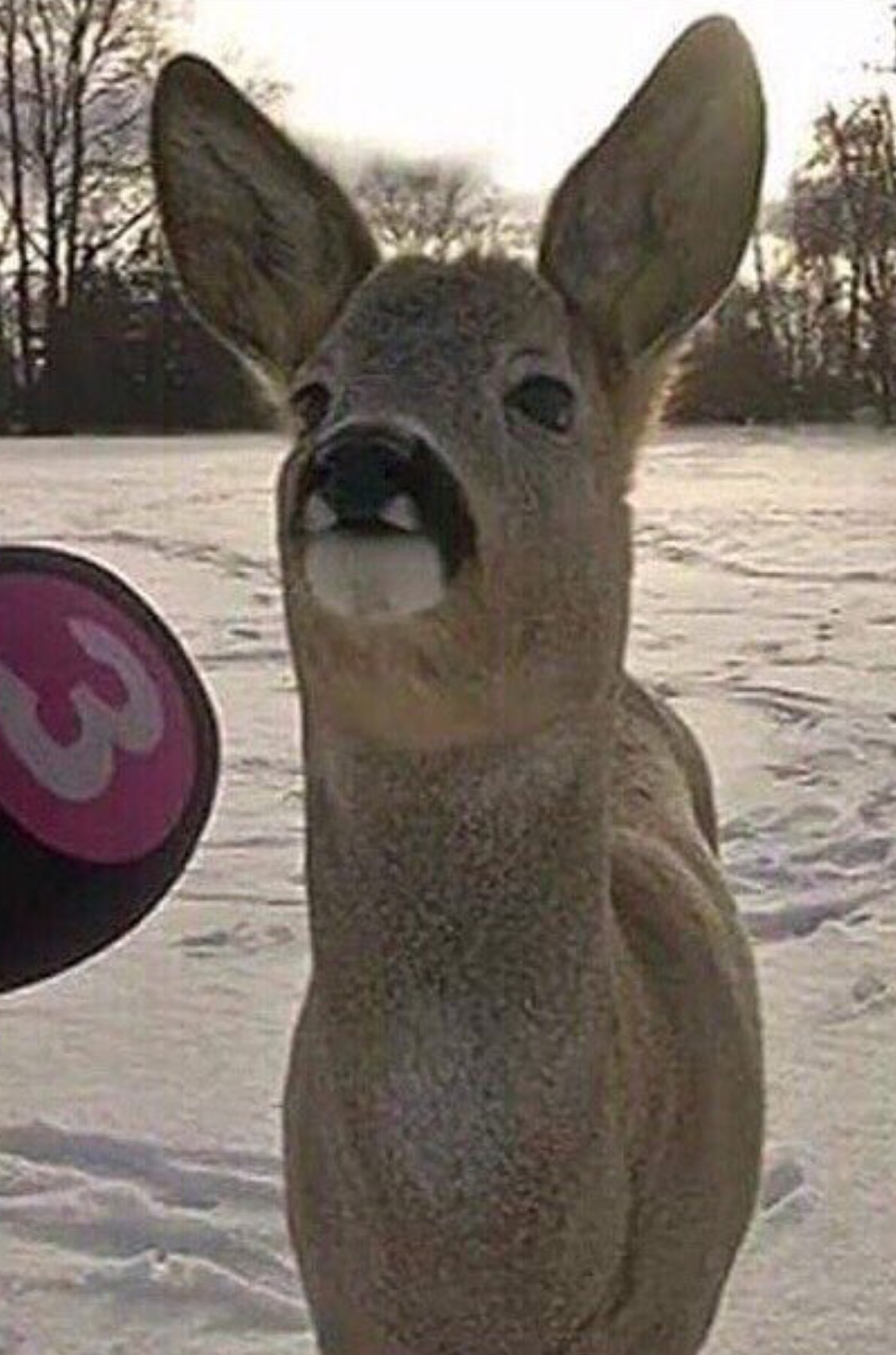 Deer Interview  Meme Preview Image