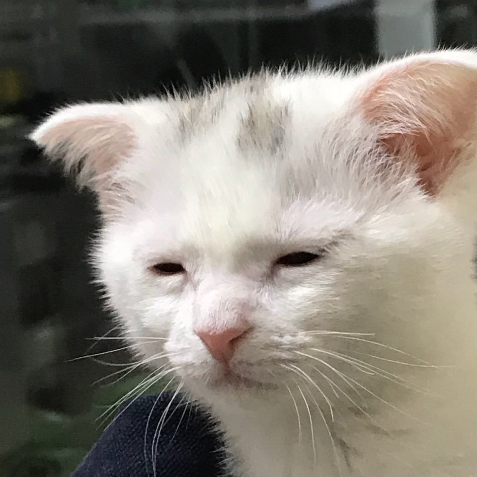I'm awake, but at what cost?  Meme Preview Image