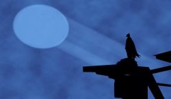batman signal Meme Template