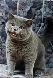 I can has cheezburger cat Meme Template