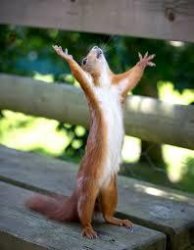 Praise Squirrel Meme Template