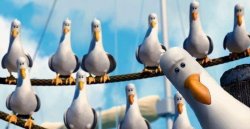 Nemo Birds Meme Template