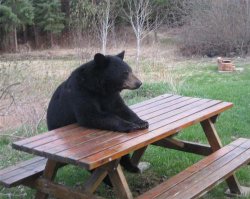 Bad Luck Bear Meme Template
