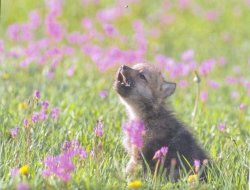 Baby Insanity Wolf Meme Template
