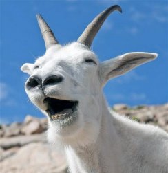 Laughing Goat Meme Template