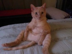 Chester The Cat Meme Template