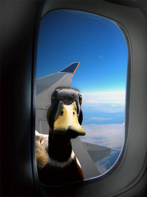 Duck Plane Window  Meme Template