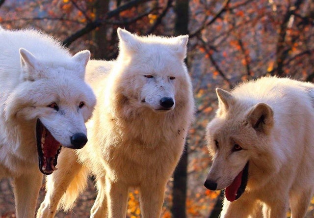 The Three Wolves  Meme Template