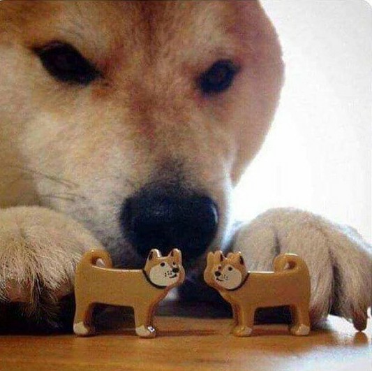 Doge dog playing with toy dogs  Meme Template